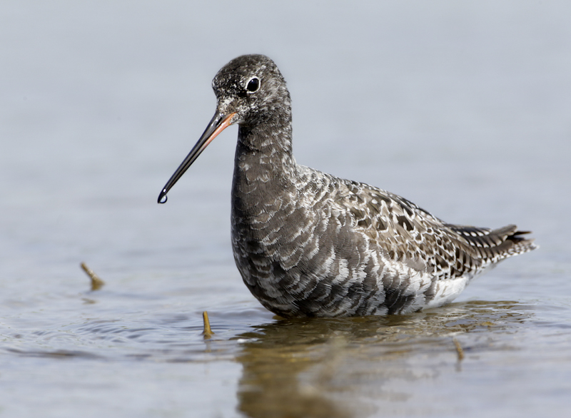 de zwarte ruiter.jpg